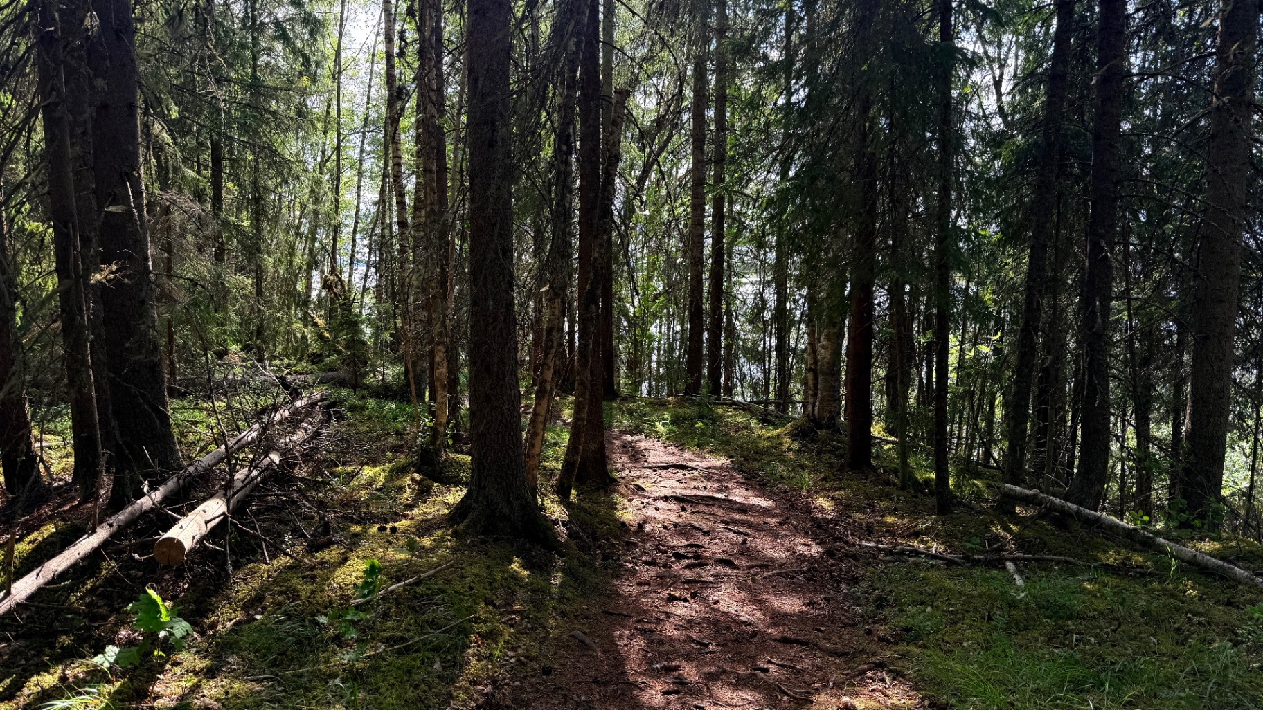 Swedish forest trail through dense woodland