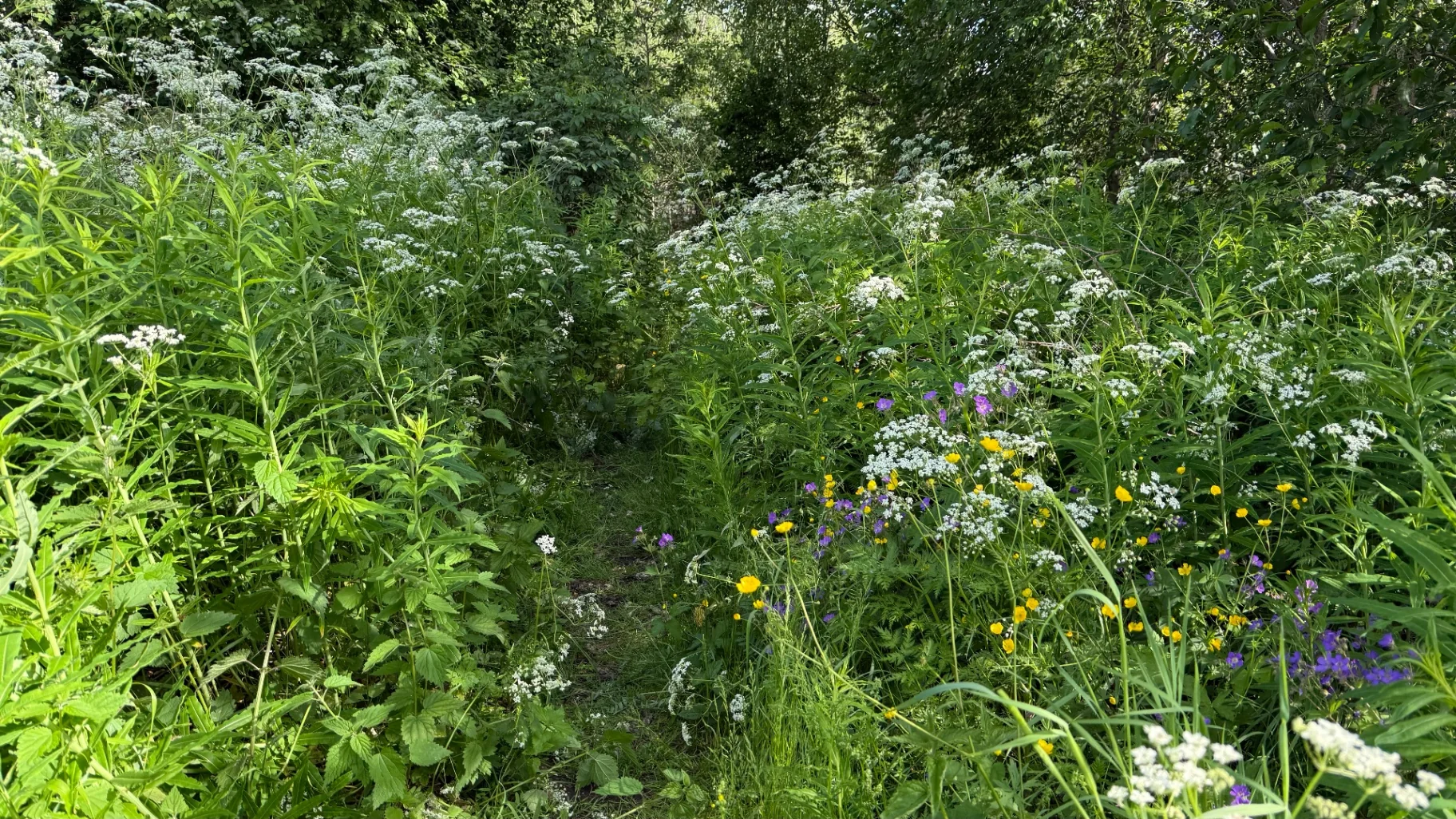 Open meadow with wildflowers. One of the softer sections between forest blocks.