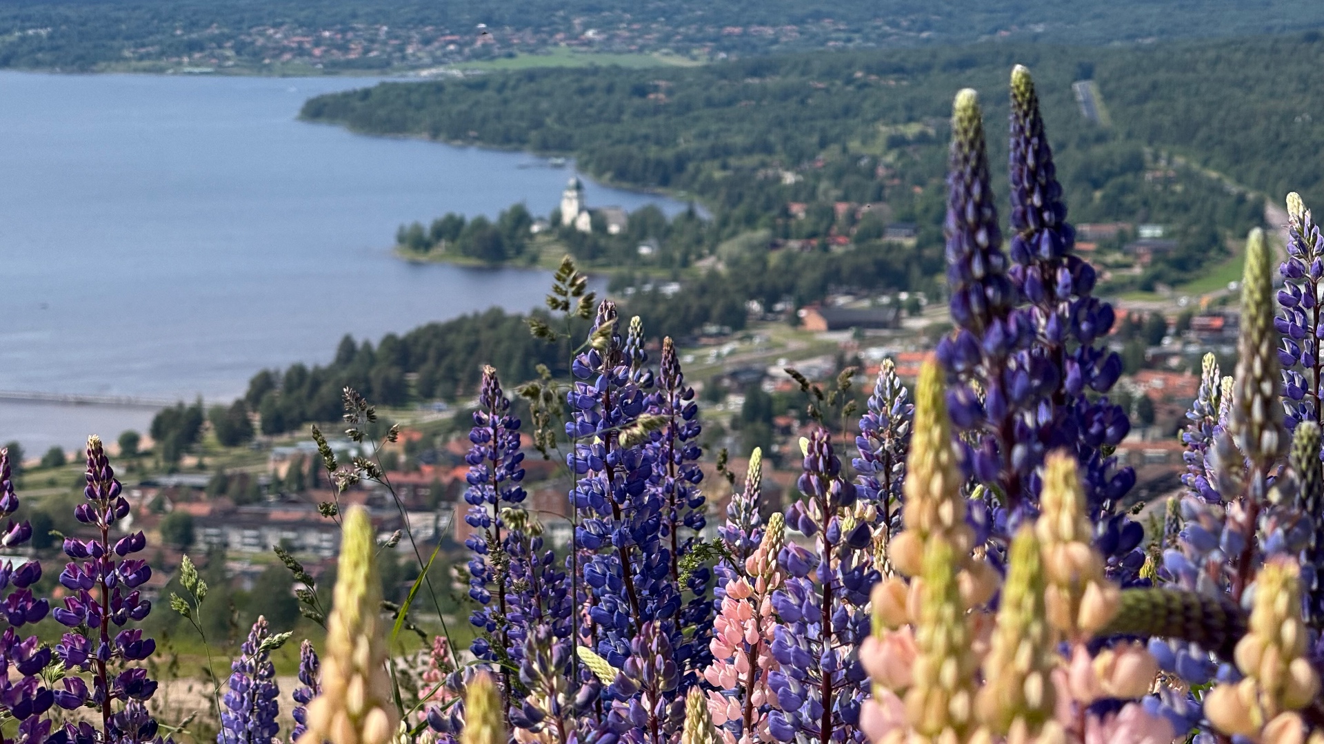 Lupins above a Swedish lake. Typical mid-summer colour along the route.
