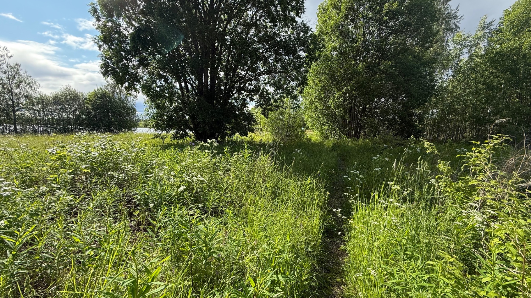 Narrow line through tall grass. Faint, but waymarked.