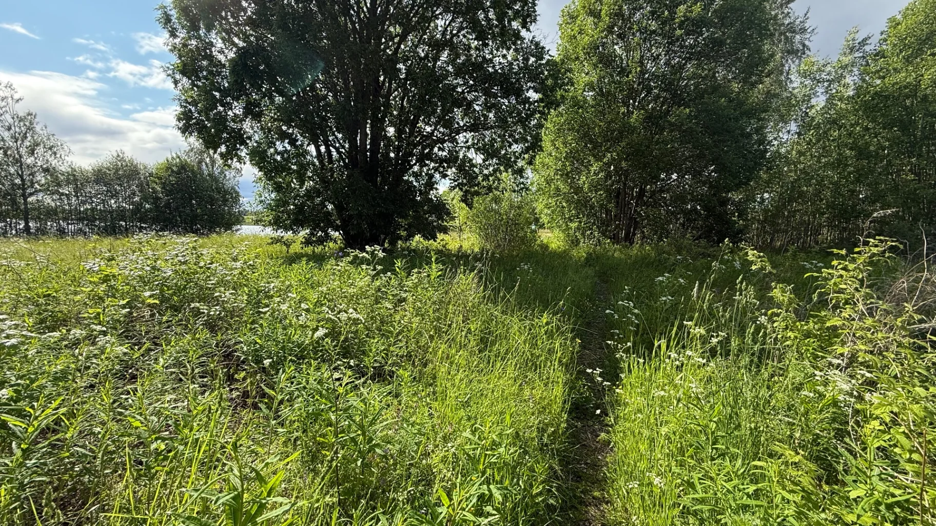 Narrow line through tall grass. Faint, but waymarked.