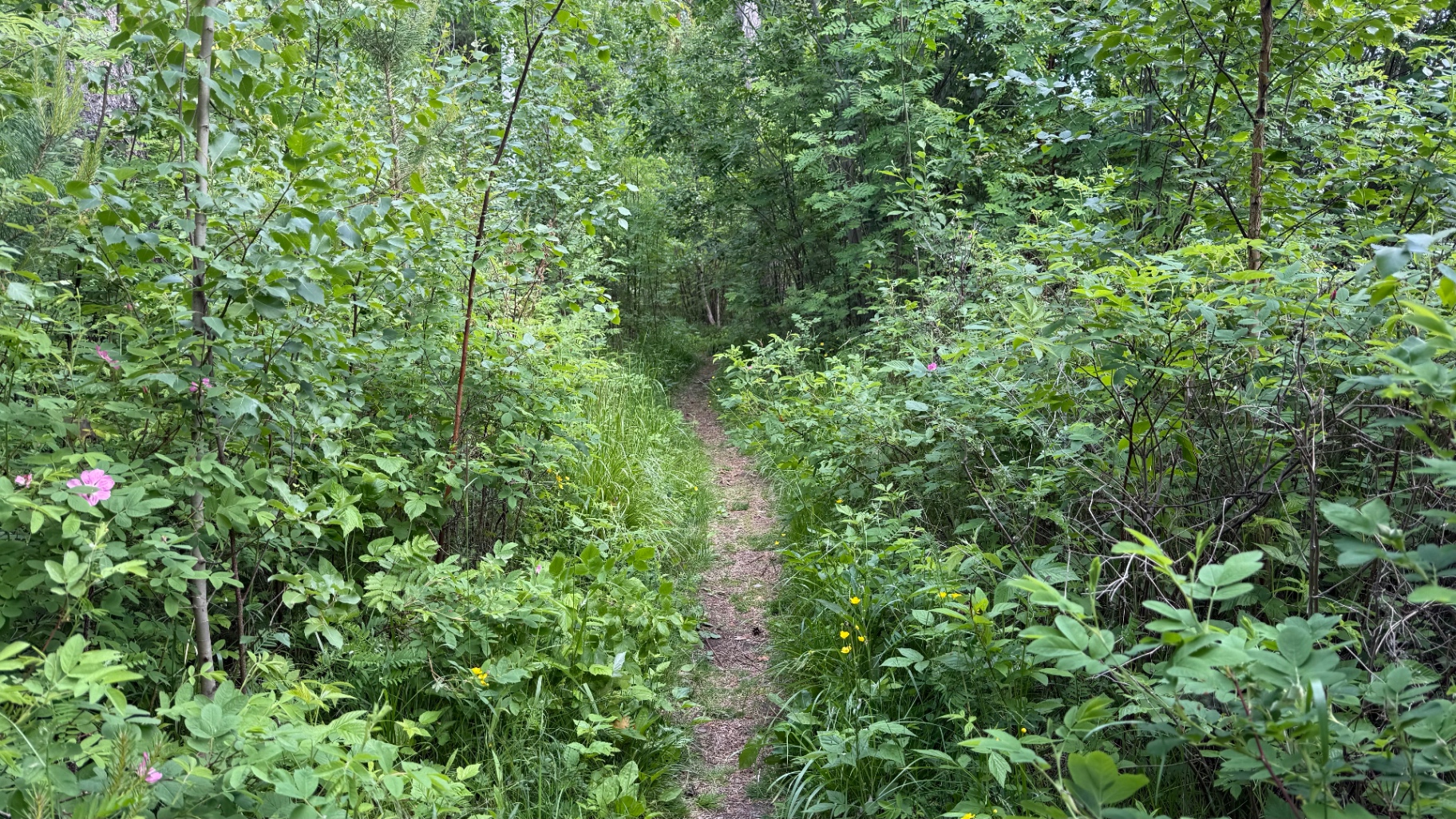 Deep green forest path. Hours of running with the same trees overhead.